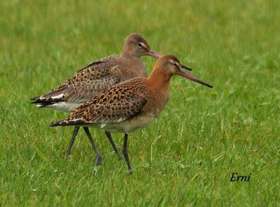 COLINDRES EN SU PUNTO