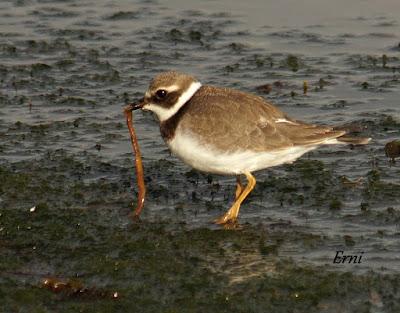 COLINDRES EN SU PUNTO