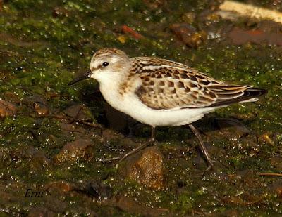 COLINDRES EN SU PUNTO