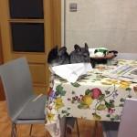 Una chinchilla es una chinchilla