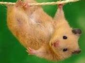 Protectora animales