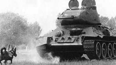 Animales explosivos: perros, gatos, palomas y murciélagos