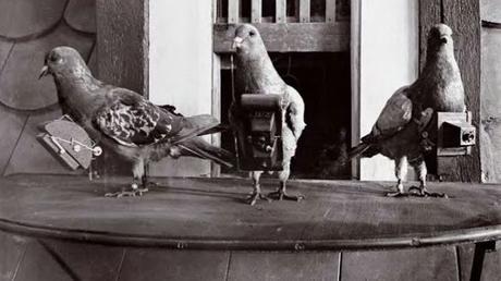 Animales explosivos: perros, gatos, palomas y murciélagos