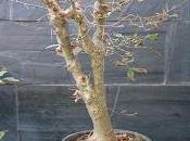 bosque Celtis