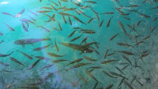 VIAJE A ESLOVENIA, CROACIA, BOSNIA Y HERZEGOVINA, LA EXYU...