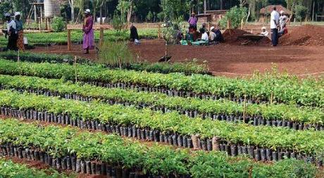 En Kenia destaca por su sostenibilidad el Movimiento Cinturón Verde