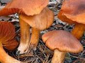 Elige bien comensal... Orellanina