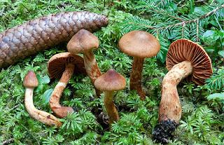 Elige bien a tu comensal... hoy con Orellanina