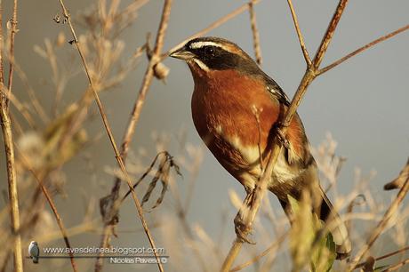 Sietevestidos común (Black-and-Rufous Warbling-Finch) Poospiza nigrorufa
