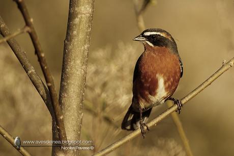Sietevestidos común (Black-and-Rufous Warbling-Finch) Poospiza nigrorufa