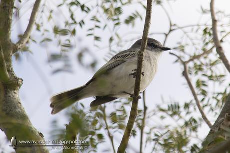 Suirirí común (Suiriri Flycatcher) Suiriri suiriri