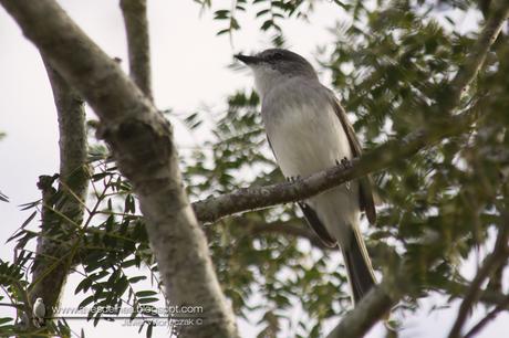 Suirirí común (Suiriri Flycatcher) Suiriri suiriri