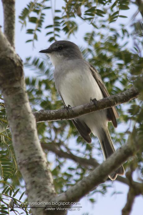 Suirirí común (Suiriri Flycatcher) Suiriri suiriri