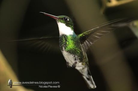 Picaflor garganta blanca (White-throated Hummingbird) Leucochloris albicollis