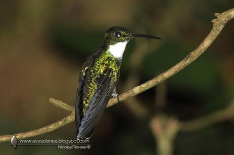 Picaflor garganta blanca (White-throated Hummingbird) Leucochloris albicollis