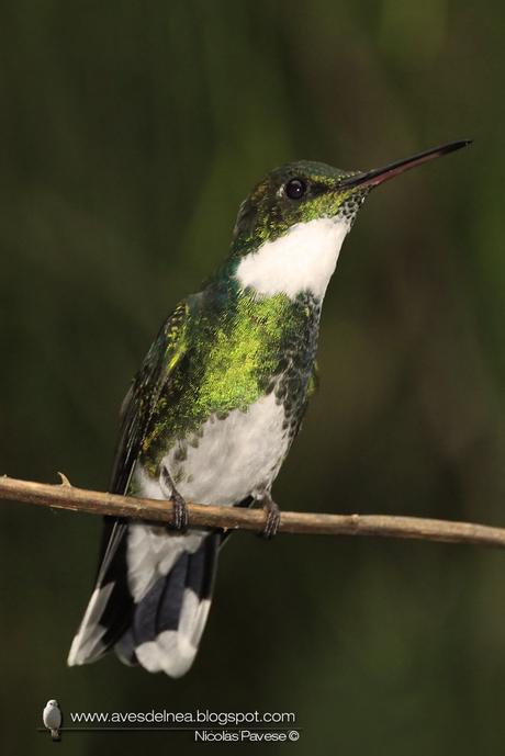 Picaflor garganta blanca (White-throated Hummingbird) Leucochloris albicollis