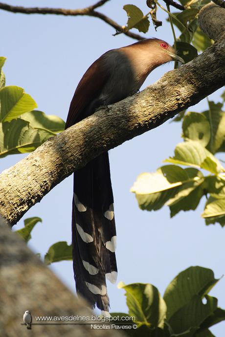 Tingazú (Squirrel Cuckoo) Piaya cayana