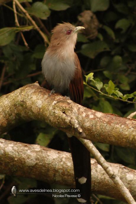 Tingazú (Squirrel Cuckoo) Piaya cayana