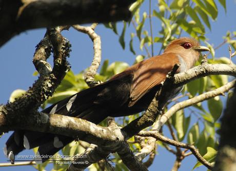 Tingazú (Squirrel Cuckoo) Piaya cayana