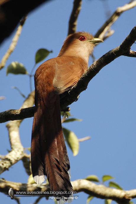 Tingazú (Squirrel Cuckoo) Piaya cayana