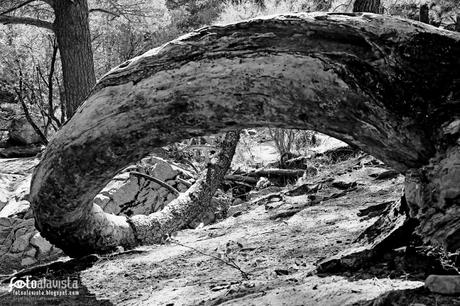 Viejo tronco caprichoso como con trompa de elefante. Fotografía creativa - Fotografía artística