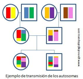 Ejemplo de transmisión de las cadenas de ADN en los autosomas