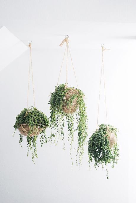 Colgar plantas: Una manera diferente de decorar con plantas.