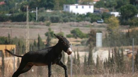 El burro Capitán, ya recuperado, en Almería