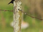 golondrina ceja blanca