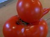 tomate forma pato