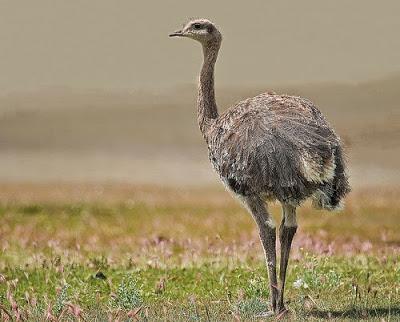 Una diosa en las pampas