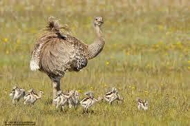 Una diosa en las pampas
