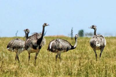 Una diosa en las pampas