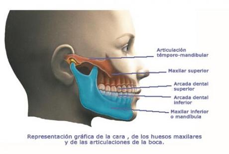 Articulación Temporomandibular y Running