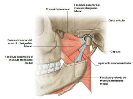 Articulación Temporomandibular y Running