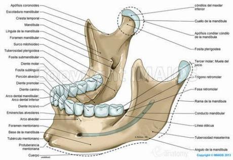 Articulación Temporomandibular y Running