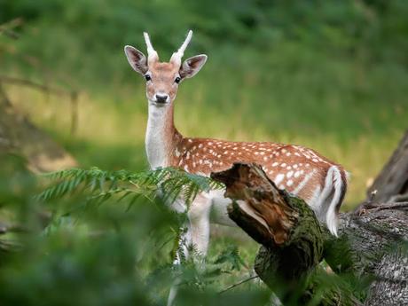 La niña y la bestia