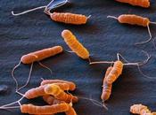 Helicobacter pylori enfermedades asociadas