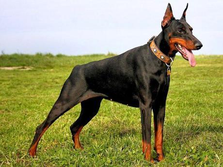 Los perros Doberman y las 5 características mas comunes