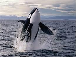 NAMU, LA BALLENA SALVAJE  (Nanu, the killer whale) (USA, 1966) Aventuras, Ecologista