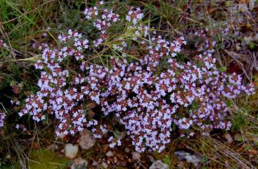 Test champú biológico de Eucalipto y Timo de Essere by Tequierobio secret_pagines_pagines_imatge_525-farigola62435