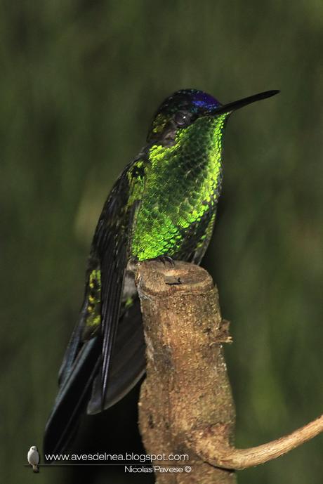 Picaflor corona violácea (Violet-capped Woodnymph) Thalurania glaucopis