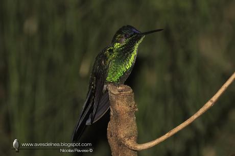 Picaflor corona violácea (Violet-capped Woodnymph) Thalurania glaucopis