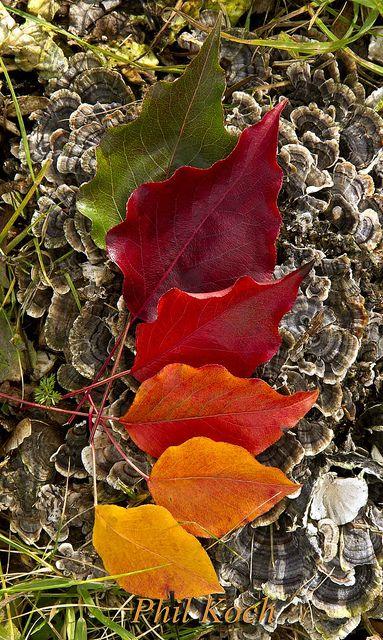 ¡Bienvenido otoño!