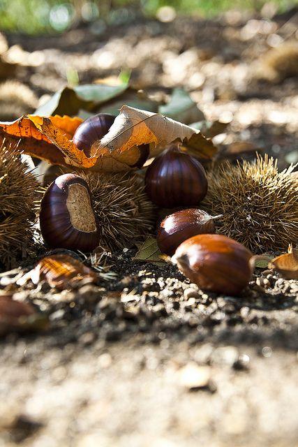 ¡Bienvenido otoño!