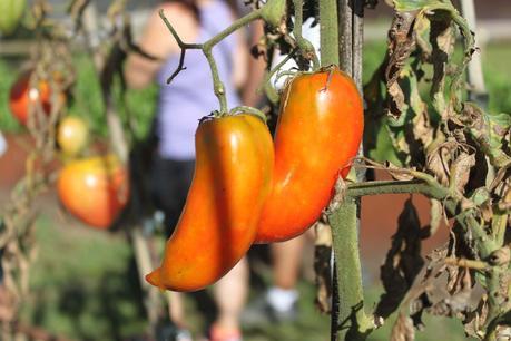 Plan con niños, un yogur social. La fageda la fageda den jorda_mamiclic_1