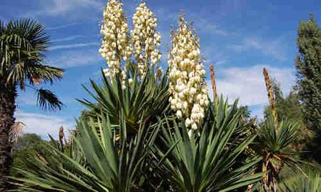 planta Yucca