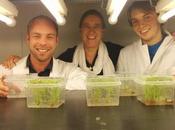 Arroz enriquecido ácido fólico resistente degradación