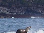 Foca surf ballena jorobada