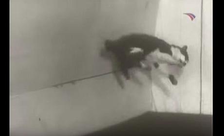 Un gato ruso en gravedad cero